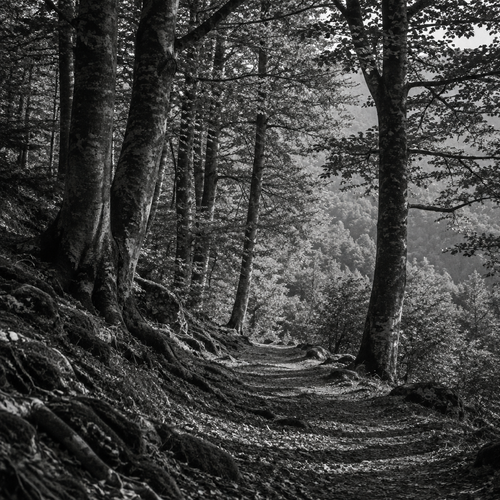 Interpretazione in bianco e nero di un passaggio tra alberi e suolo boschivo in ambiente montano